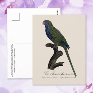 Monk Parakeet or Monk Parrot, Myiopsitta Monachus Postcard