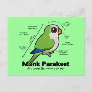 Monk Parakeet Statistics Postcard