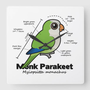 Monk Parakeet Statistics Square Wall Clock