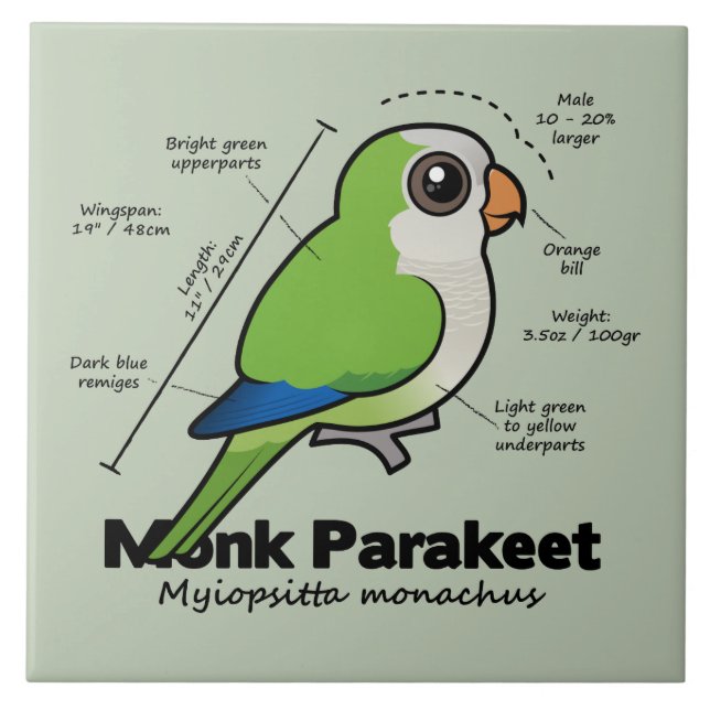 Monk Parakeet Statistics Tile (Front)