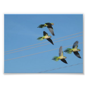 Monk Parrots Photo Print