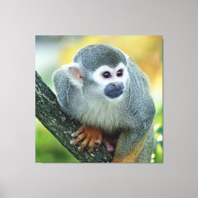 Monkey 004 canvas print (Front)