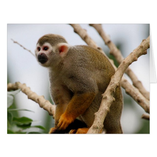 Monkey_2014_1201 (Front Horizontal)