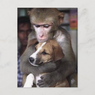 monkey and dog post card