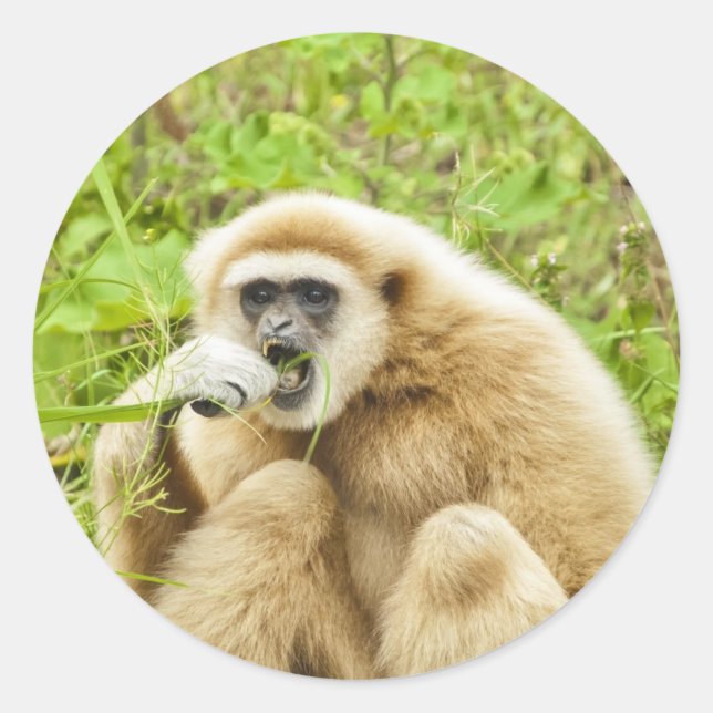 Monkey Animal Photo Classic Round Sticker (Front)