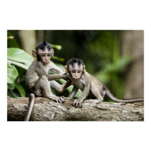 Monkey Babies in Nature Poster