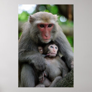 Monkey Breast Feeding Her Baby Poster