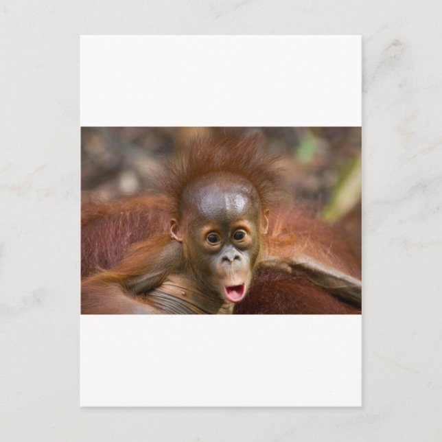 Monkey business 1 postcard (Front)