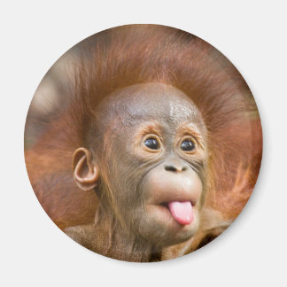 Monkey business 2 magnet