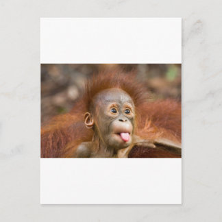 Monkey business 2 postcard
