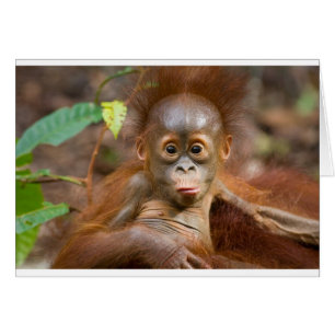 Monkey business 3