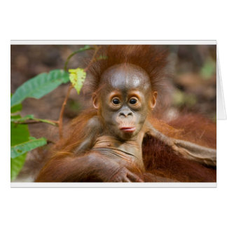 Monkey business 3