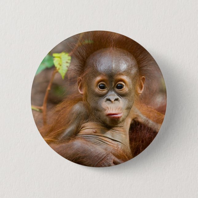 Monkey business 3 6 cm round badge (Front)