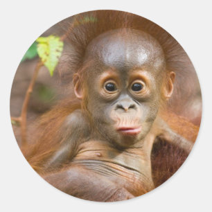 Monkey business 3 classic round sticker