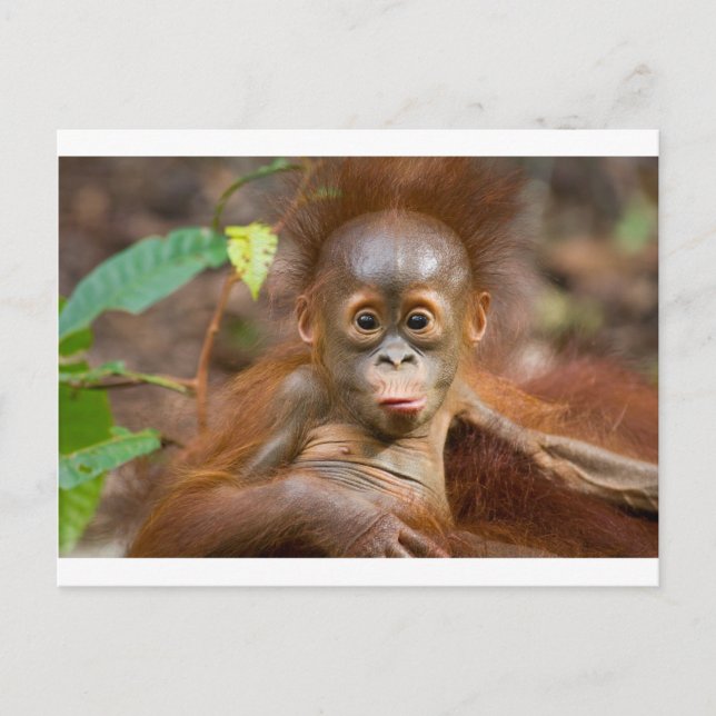 Monkey business 3 postcard (Front)