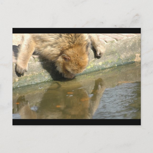 Monkey business postcard (Front)