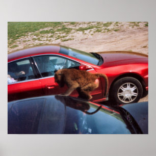 Monkey Business Poster