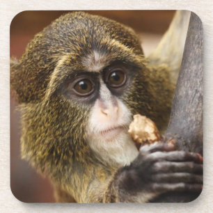 Monkey Climbing Tree Photo Coaster