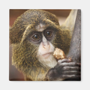 Monkey Climbing Tree Photo Magnet