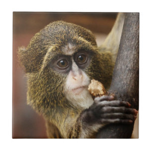 Monkey Climbing Tree Photo Tile