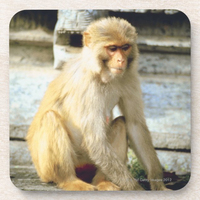 Monkey Coaster (Front)