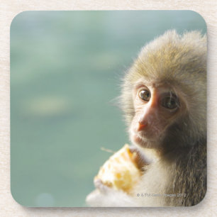 Monkey Coaster