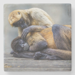 Monkey Coaster