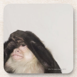 Monkey covering its eyes coaster