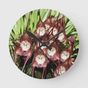 MONKEY FACED FLOWERS .- Miracles of Nature Round Clock