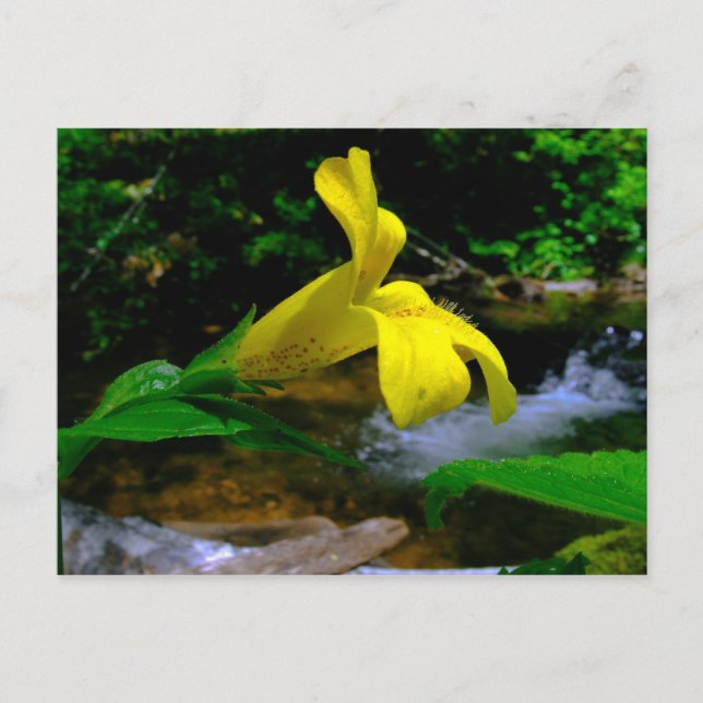 Monkey Flower 01 Postcard (Front)