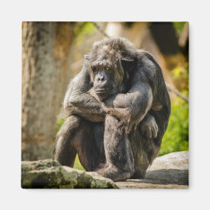 Monkey Fridge Magnet