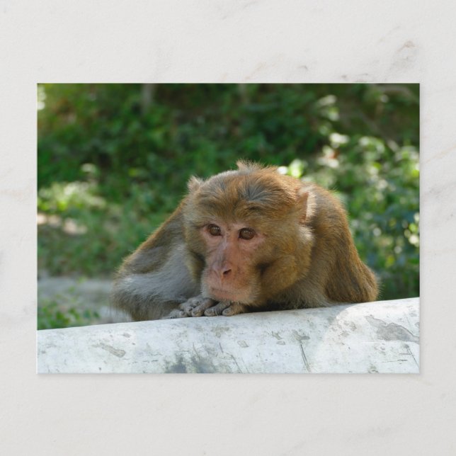 Monkey - Grandfather Postcard (Front)