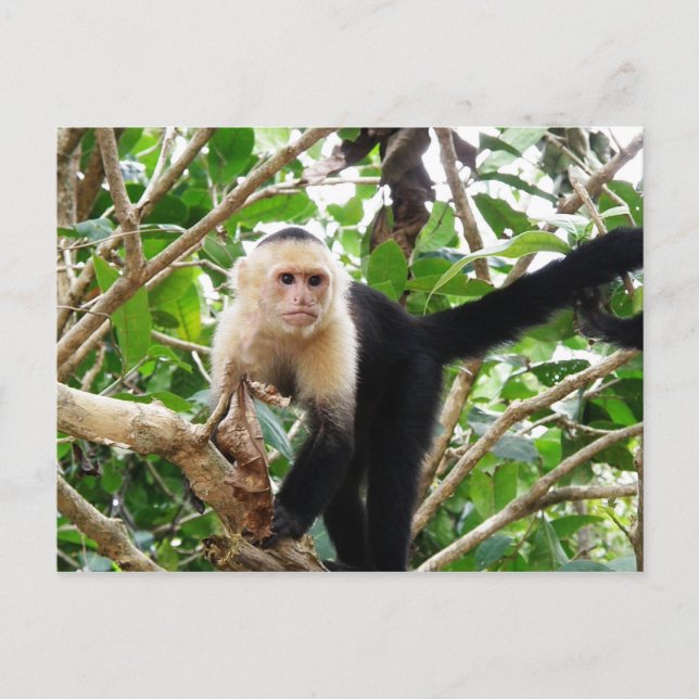 Monkey in Costa Rica Postcard (Front)