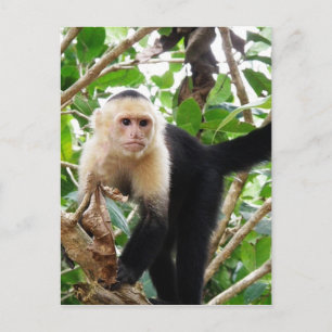 Monkey in Costa Rica Postcard