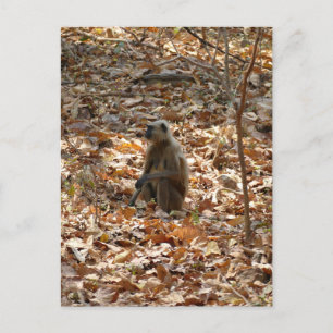 Monkey in Dry Season Postcard