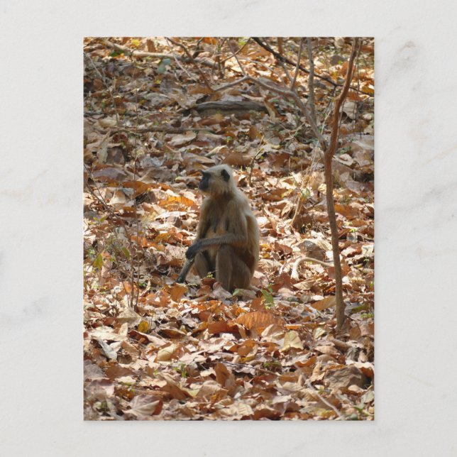 Monkey in Dry Season Postcard (Front)