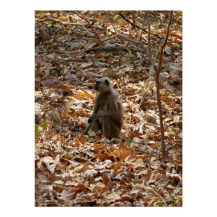 Monkey in Dry Season Poster