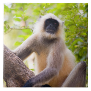 Monkey in jungle of Ranthambore National Park Ceramic Tile