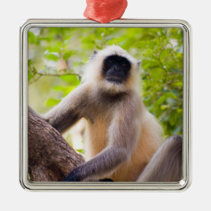 Monkey in jungle of Ranthambore National Park Metal Tree Decoration