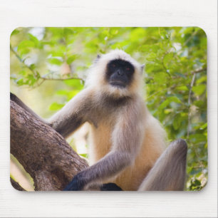 Monkey in jungle of Ranthambore National Park Mouse Pad