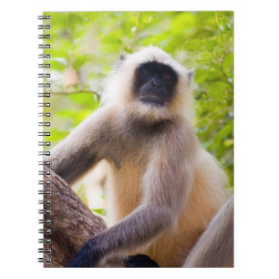 Monkey in jungle of Ranthambore National Park Notebook