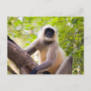 Monkey in jungle of Ranthambore National Park Postcard