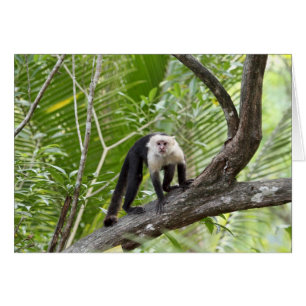 Monkey in the Jungle