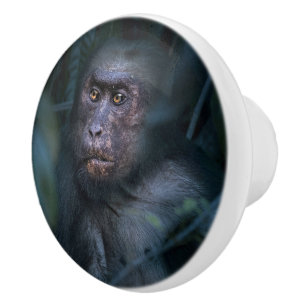 Monkey in the Jungle Ceramic Knob