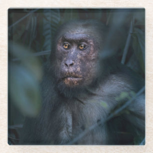 Monkey in the Jungle Glass Coaster