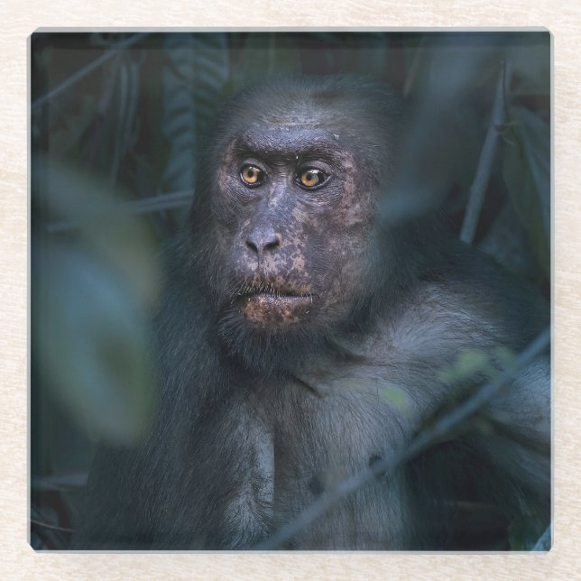 Monkey in the Jungle Glass Coaster (Front)