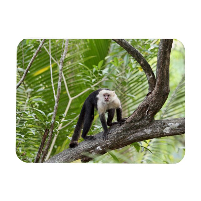 Monkey in the Jungle Magnet (Horizontal)