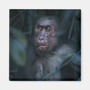 Monkey in the Jungle Magnet