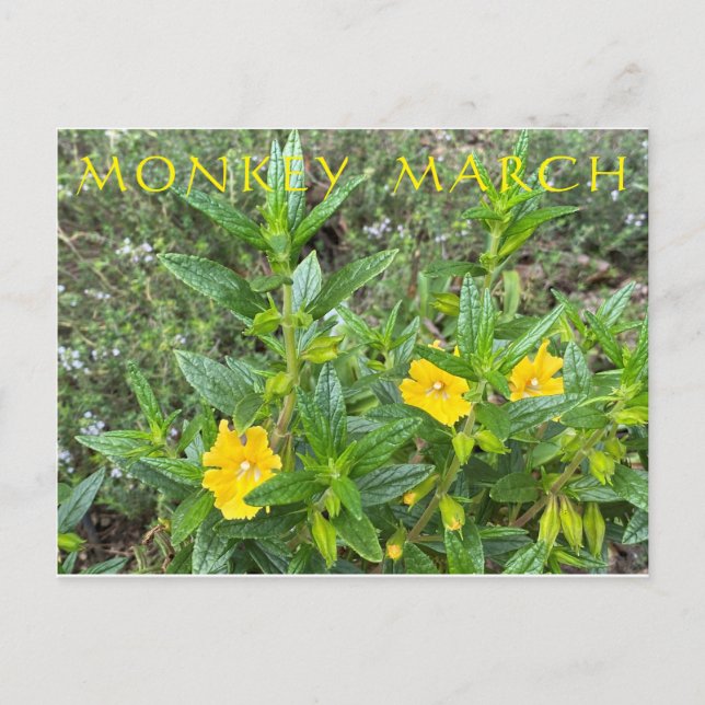 Monkey March Postcard (Front)