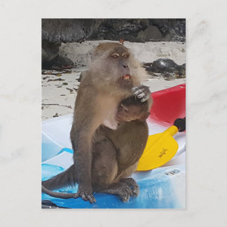 Monkey Mother & Baby Postcard